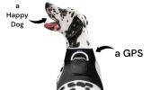 Wireless GPS Tracking Collars for Hunting Dogs Realtime Tracking Tool Size:XS