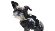 Realtime Waterproof Mini Collar GPS GSM GPRS Tracker for Pet Dog & Cat Size:XS