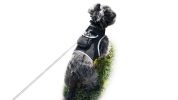 Pet Tracker Realtime Surveillance Locator Wireless GPS Tracking for Dog Size:L